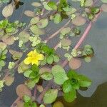 Ludwigia peploides 叶