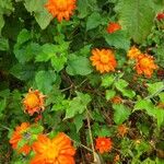 Tithonia rotundifolia Кветка