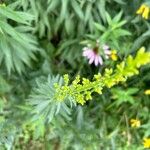 Solidago speciosa 花