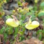 Calceolaria parvifolia Flor