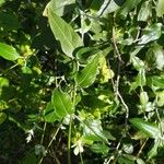 Salvia discolor Feuille