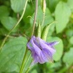 Aquilegia vulgaris Flower