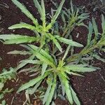 Artemisia dracunculus Цветок