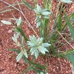 Eragrostis cilianensis Flower