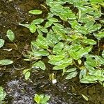 Potamogeton gramineus Hoja