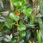 Philodendron grazielae Hábito