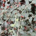 Cotoneaster franchetii Leaf