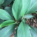 Spathiphyllum cannifolium Leaf