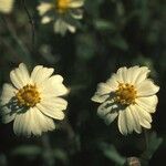 Zinnia acerosa Цвят