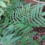 Pteris longifolia List