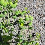 Euphorbia segetalis Virág