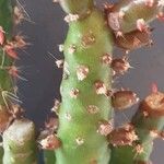 Tephrocactus verschaffeltii Kaarna