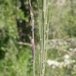 Turritis glabra Fruto