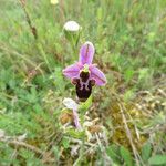 Ophrys scolopax Fula