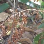 Desmodium tortuosum Ffrwyth