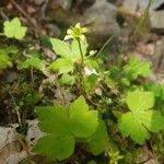 Ranunculus recurvatus Leaf