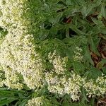 Lepidium draba 整株植物