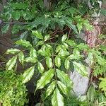 Leea guineensis 叶