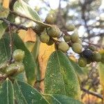 Bridelia micrantha Fruit