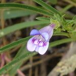 Penstemon speciosus Virág