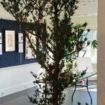 Podocarpus macrophyllus 形态