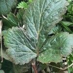 Geum coccineum Foglia