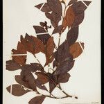 Clusia octandra Yaprak