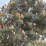 Banksia prionotes Bloem