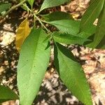 Solanum bahamense Övriga