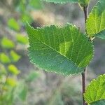 Ulmus carpinifolia Feuille