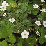 Ranunculus aconitifolius Blomst