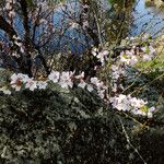 Prunus tomentosa 花