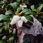 Arctostaphylos uva-ursi Квітка