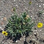 Grindelia chiloensis Habit