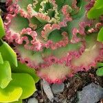 Echeveria shavianaЛист