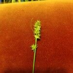 Carex vulpinoidea Flower