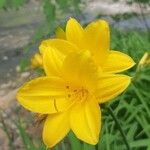 Hemerocallis lilioasphodelusফুল