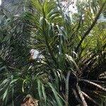 Grammatophyllum speciosum Buveinė