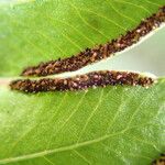 Pteris hamulosa Leaf