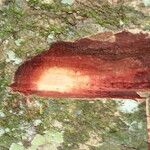 Parinari excelsa Casca