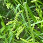 Carex grisea