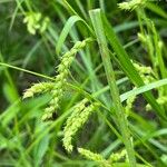 Carex grisea Blomst