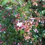 Abelia × grandifloraBlomma