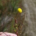 Cotula coronopifolia Blüte