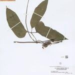 Gurania bignoniacea List