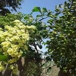 Cordia dentata Flower