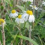 Tripleurospermum inodorumFlower