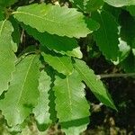 Quercus canariensis Folla
