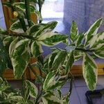 Euphorbia tithymaloides Fulla