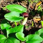 Arisarum simorrhinum Habitus